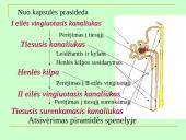 Šlapimo organų sistema, systema urinarium 19 puslapis