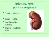Šlapimo organų sistema, systema urinarium 4 puslapis