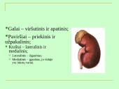 Šlapimo organų sistema, systema urinarium 5 puslapis