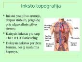 Šlapimo organų sistema, systema urinarium 8 puslapis