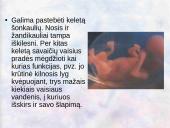 Vaisiaus vystymasis įsčiose 15 puslapis