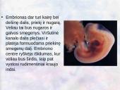 Vaisiaus vystymasis įsčiose 2 puslapis