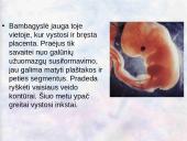 Vaisiaus vystymasis įsčiose 5 puslapis