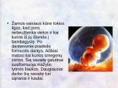 Vaisiaus vystymasis įsčiose 7 puslapis