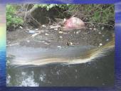 Vandens kokybė ir tarša 13 puslapis