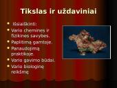 Projektinis darbas apie varį 2 puslapis