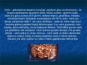 Projektinis darbas apie varį 8 puslapis