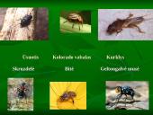 Vidutinių platumų miškai 11 puslapis