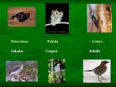 Vidutinių platumų miškai 12 puslapis