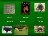 Vidutinių platumų miškai 13 puslapis