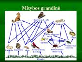 Vidutinių platumų miškai 14 puslapis