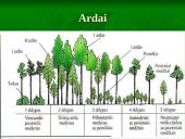 Vidutinių platumų miškai 6 puslapis