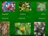 Vidutinių platumų miškai 7 puslapis