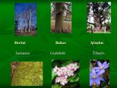 Vidutinių platumų miškai 9 puslapis