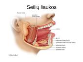 Virškinimo organų sistema ir organų sandaros 12 puslapis