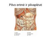 Virškinimo organų sistema ir organų sandaros 17 puslapis