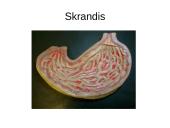 Virškinimo organų sistema ir organų sandaros 19 puslapis