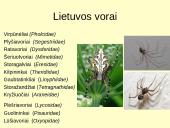 Voragyvių aprašymas 11 puslapis