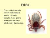 Voragyvių aprašymas 4 puslapis