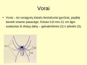 Voragyvių aprašymas 6 puslapis