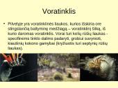 Voragyvių aprašymas 9 puslapis