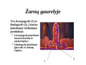 Žmogaus virškinimo sistema 12 puslapis