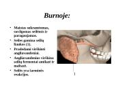 Žmogaus virškinimo sistema 6 puslapis