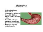 Žmogaus virškinimo sistema 7 puslapis