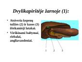 Žmogaus virškinimo sistema 8 puslapis