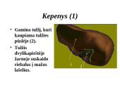 Žmogaus virškinimo sistema 10 puslapis