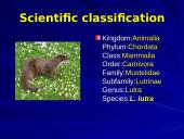 Otter classification 2 puslapis