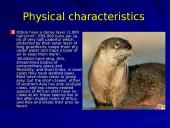 Otter classification 3 puslapis