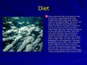 Otter classification 4 puslapis