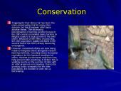 Otter classification 5 puslapis