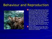 Otter classification 6 puslapis