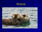 Otter classification 7 puslapis