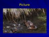 Otter classification 9 puslapis
