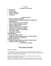 Smegenų anatomija 2 puslapis