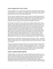 Smegenų anatomija 6 puslapis