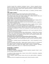 Smegenų anatomija 10 puslapis