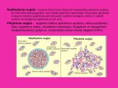 Antivėžinių vaistų klasifikacija. Jų farmakodinamika 3 puslapis