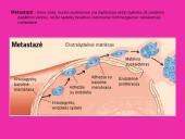 Antivėžinių vaistų klasifikacija. Jų farmakodinamika 4 puslapis