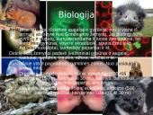 Australijos istorija ir geografija 11 puslapis