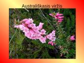 Australijos ir Okeanijos augalijos ir gyvūnijos įvairovė 11 puslapis