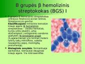B grupės β hemolizinis streptokokas (S.agalactiacae): etiologija, komplikacijos, rizikos grupės, diagnostika, profilaktika 3 puslapis