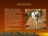 Dykumų augalai 11 puslapis