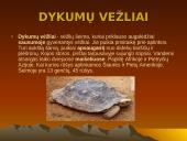 Dykumų augalai 12 puslapis