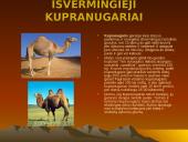 Dykumų augalai 13 puslapis