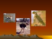 Dykumų augalai 17 puslapis