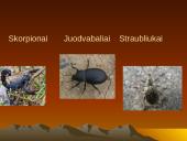 Dykumų augalai 19 puslapis